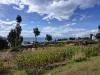 titicaca14