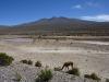 colca02