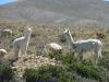 colca04