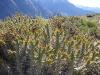 colca14